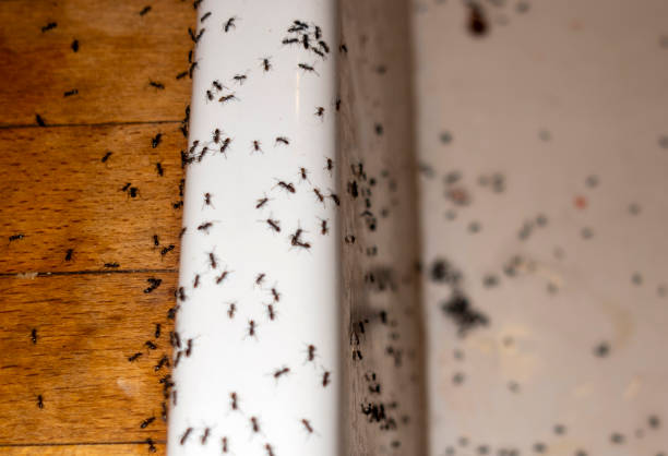 Best Flea Control Services  in Timber Pines, FL