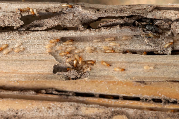 Best Wildlife Control Services  in Timber Pines, FL